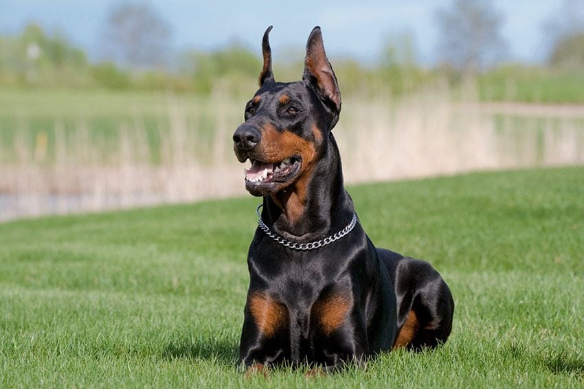 doberman guardian