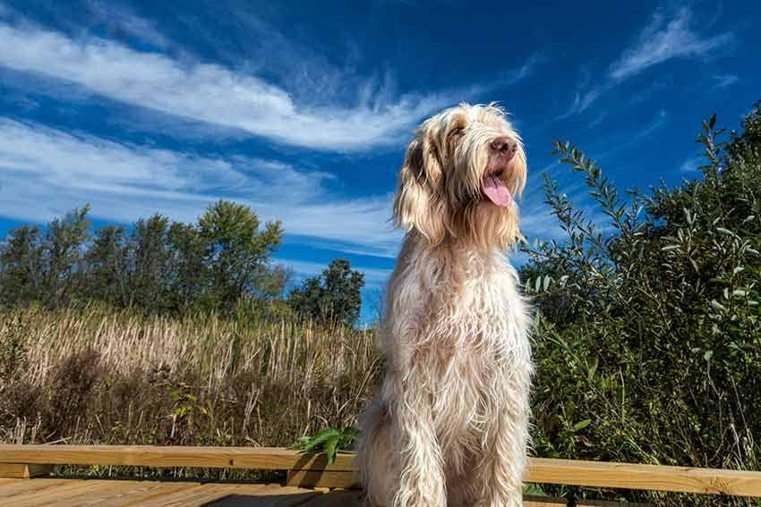 10 razas perro motivos olor corporal