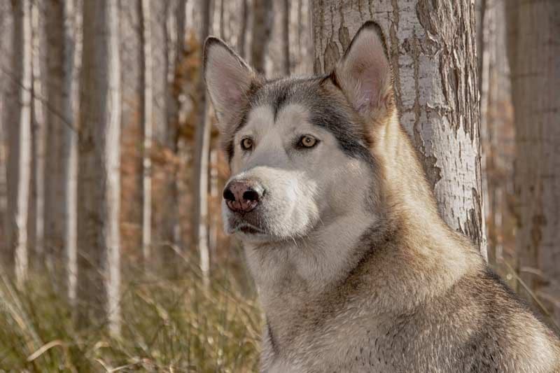 alaskan malamute 3a