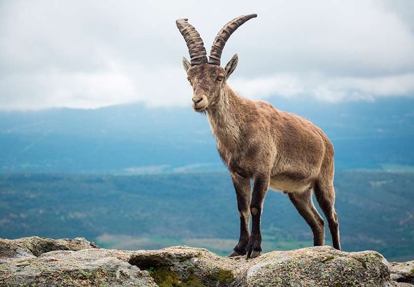 cabras-la-pedriza