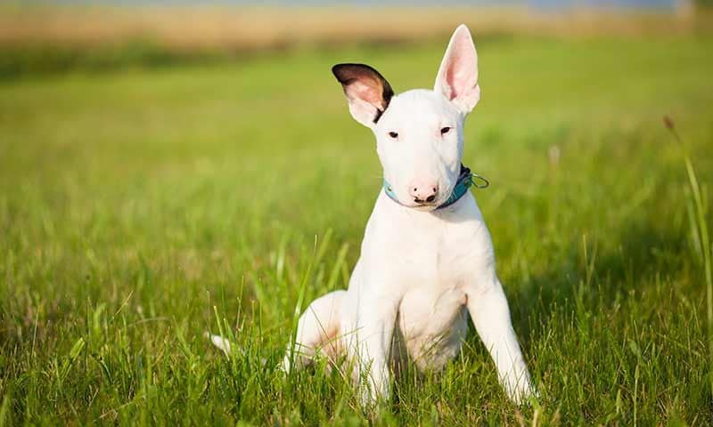 bull terrier