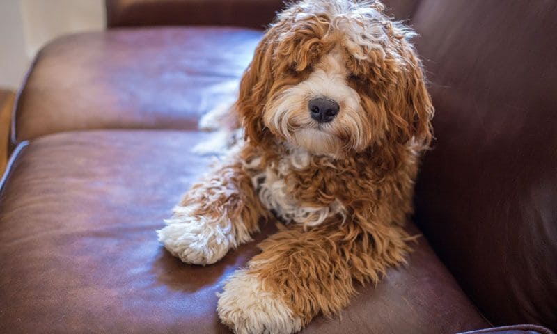 labradoodle playa