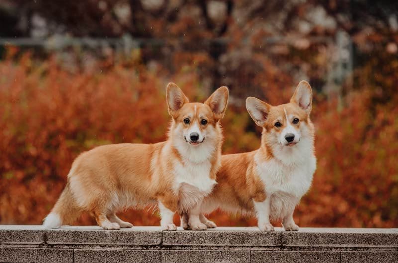 adobe dos corgis