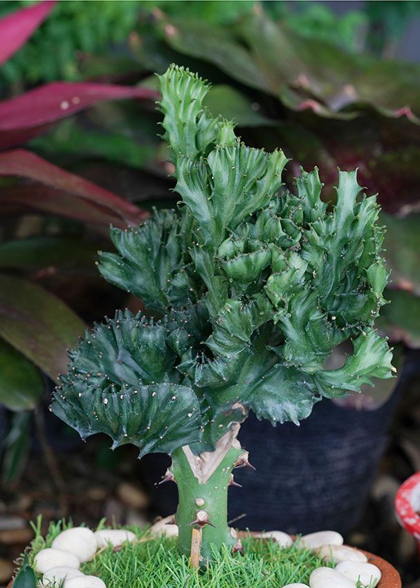 cultivar euphorbia lactea 5