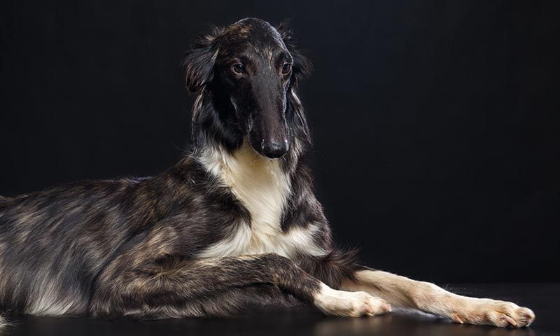 borzoi