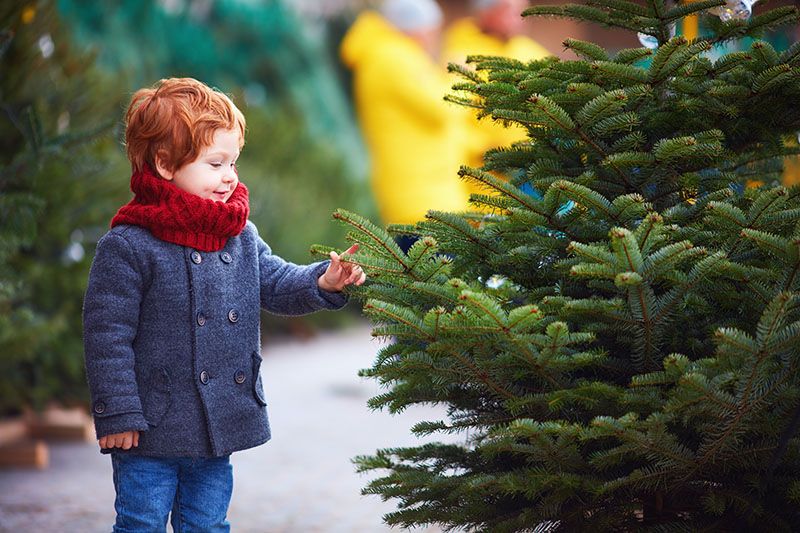 arbol navidad natural 1