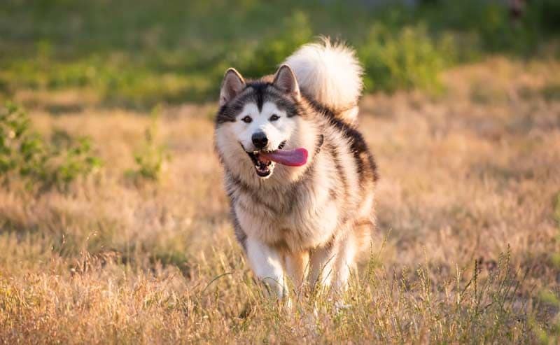 alaskan malamute 4a