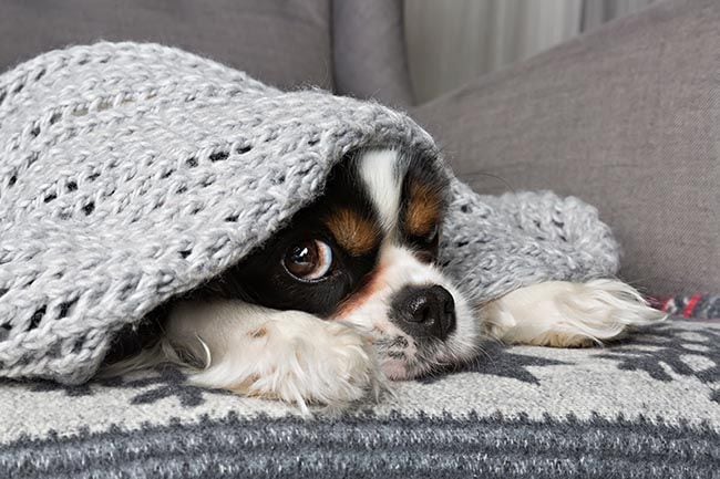 Los cuidados que va a necesitar tu perro con la llegada del otoño