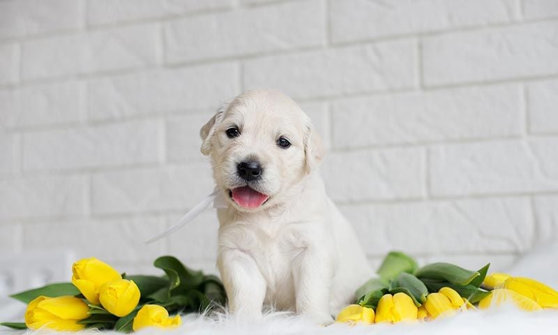 plantas toxicas perros y gatos