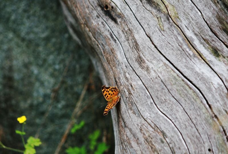 atraer mariposas jardin paisajismo hola decoracion 10