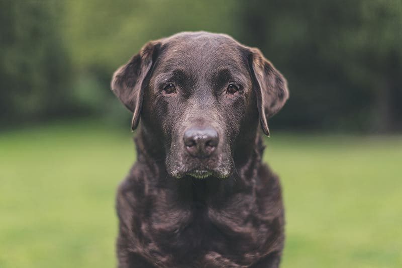 Labrador retriever AdobeStock_121950848