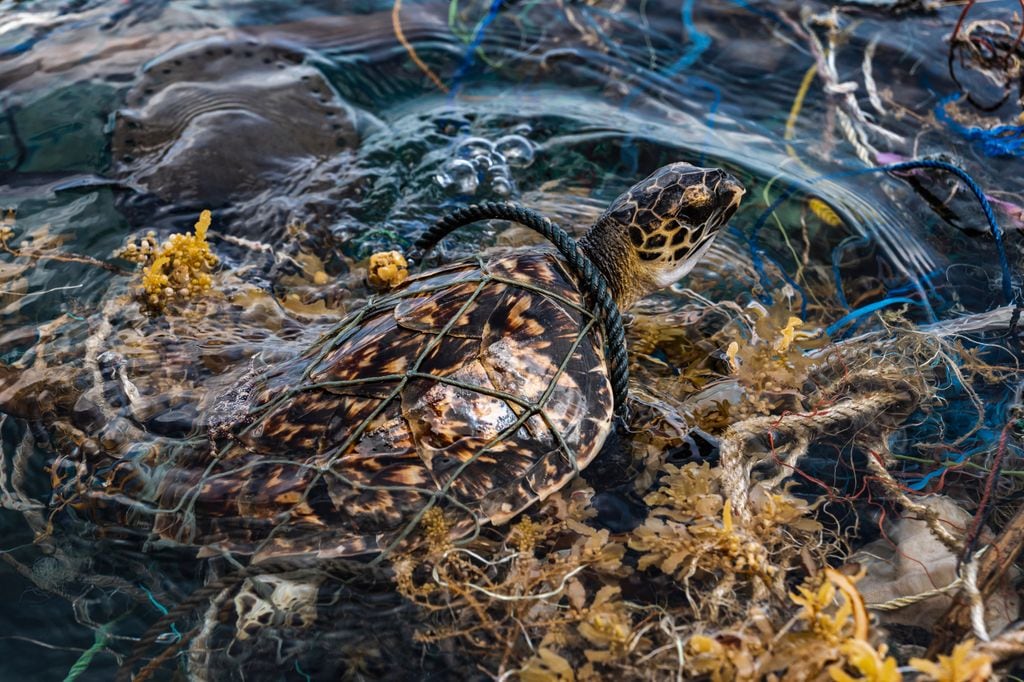 Trágico incidente en Filipinas por consumo de tortuga marina