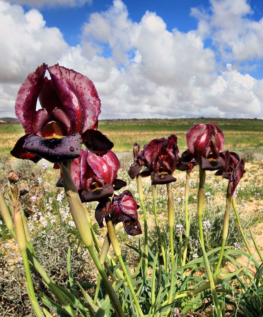 Iris-Reserve