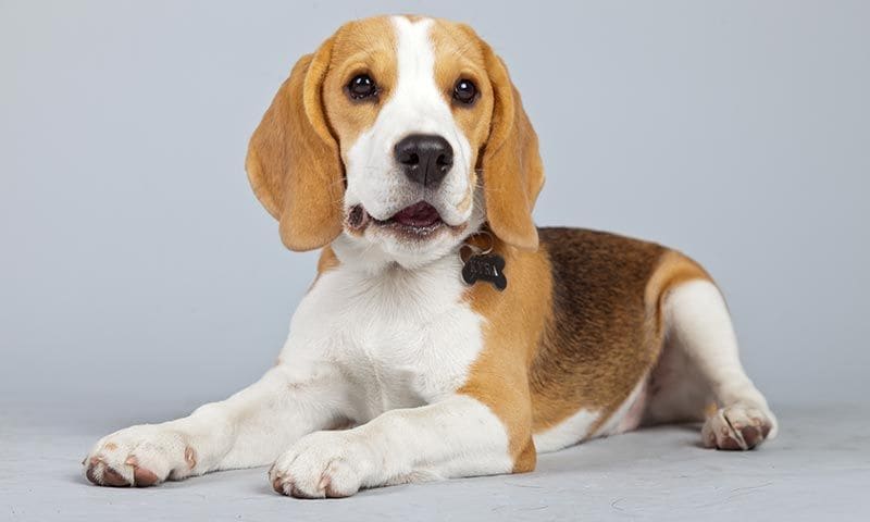 beagle