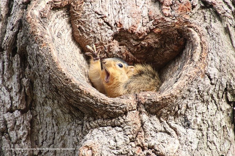 corey seemanwho would like a peanut squirrels at the university of michigan00003651