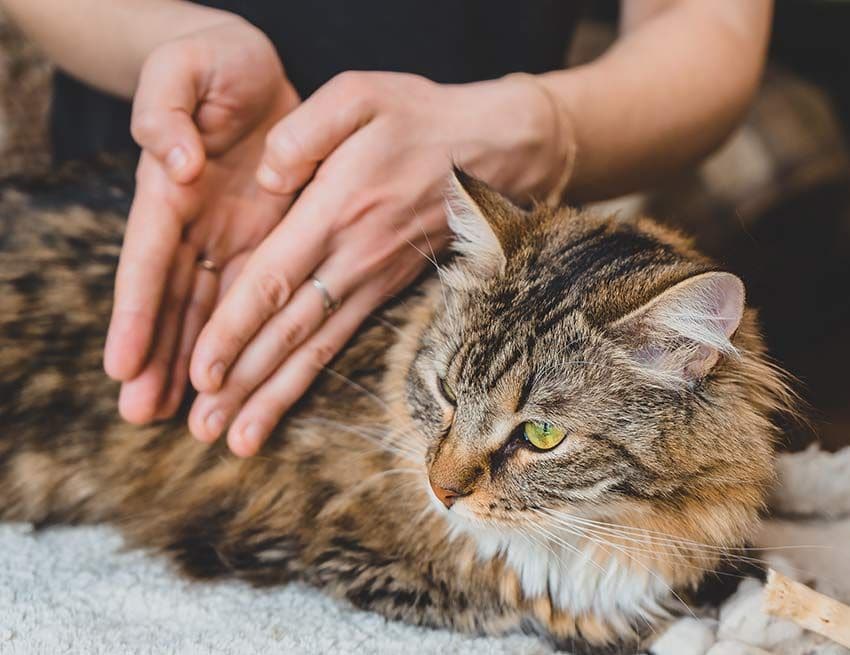 05 comparativa gato siberiano maine coon raza hipoalargenica