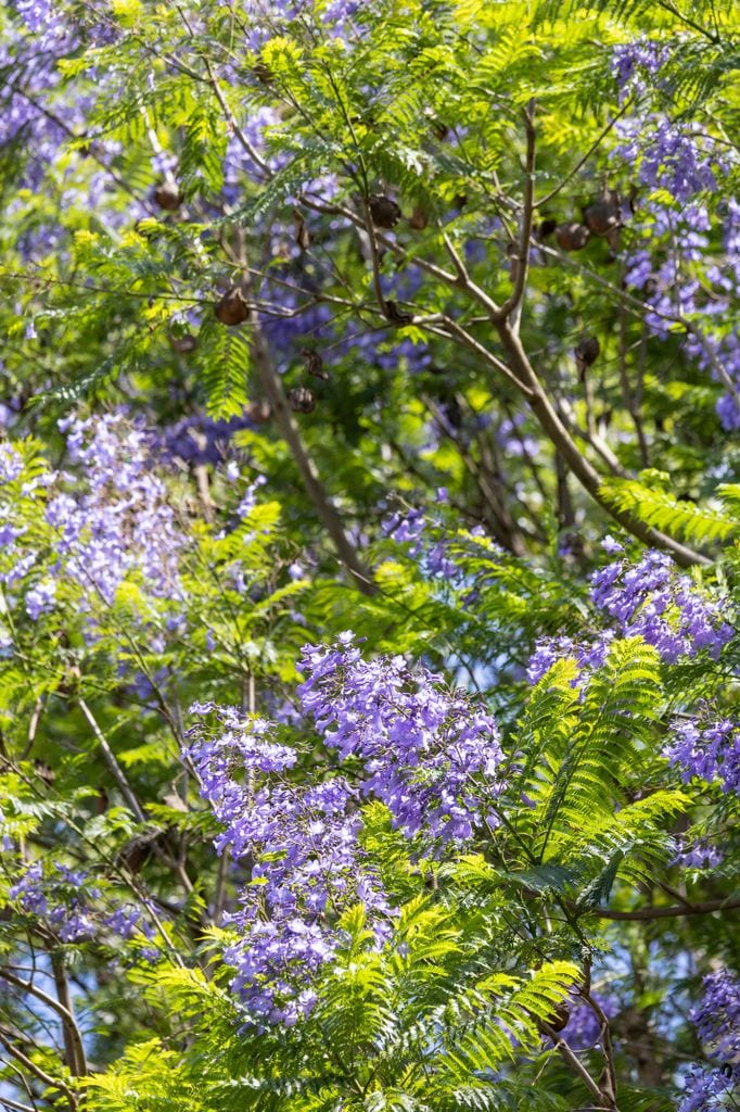 Jacaranda (Jacaranda mimosifolia) 