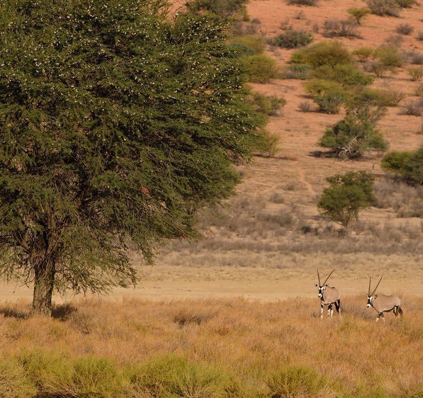 kgalagadi gettyimages 1497140714