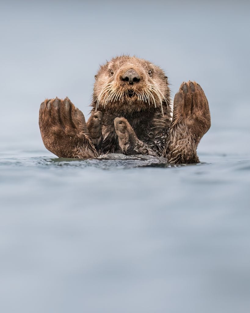 Otter Guru