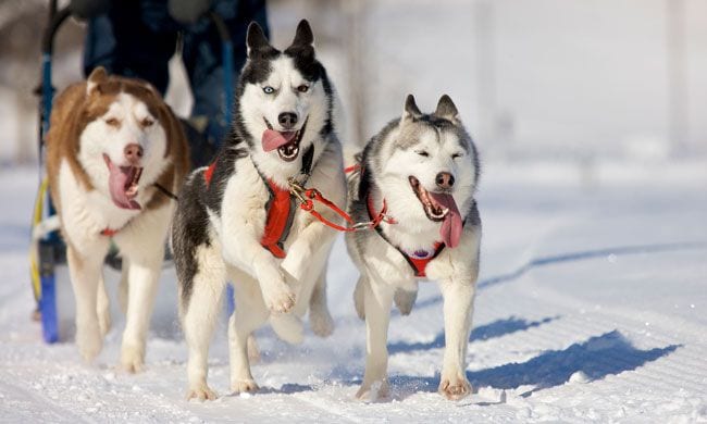 Huskys Siberianos