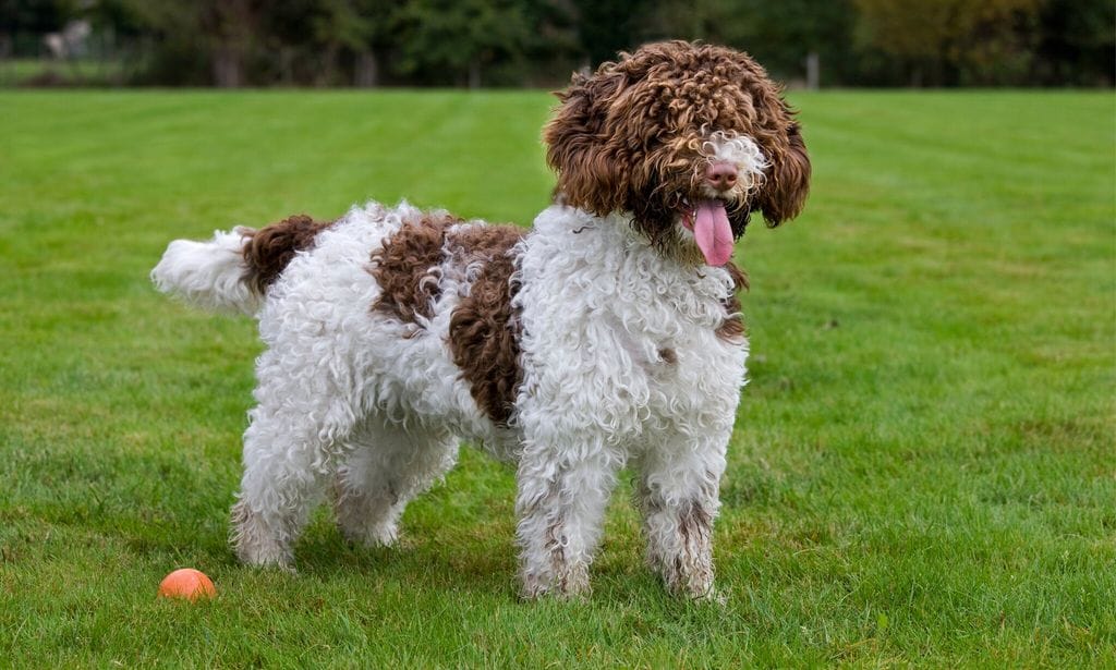 Spanish Water dog or Perro de Agua Espanol