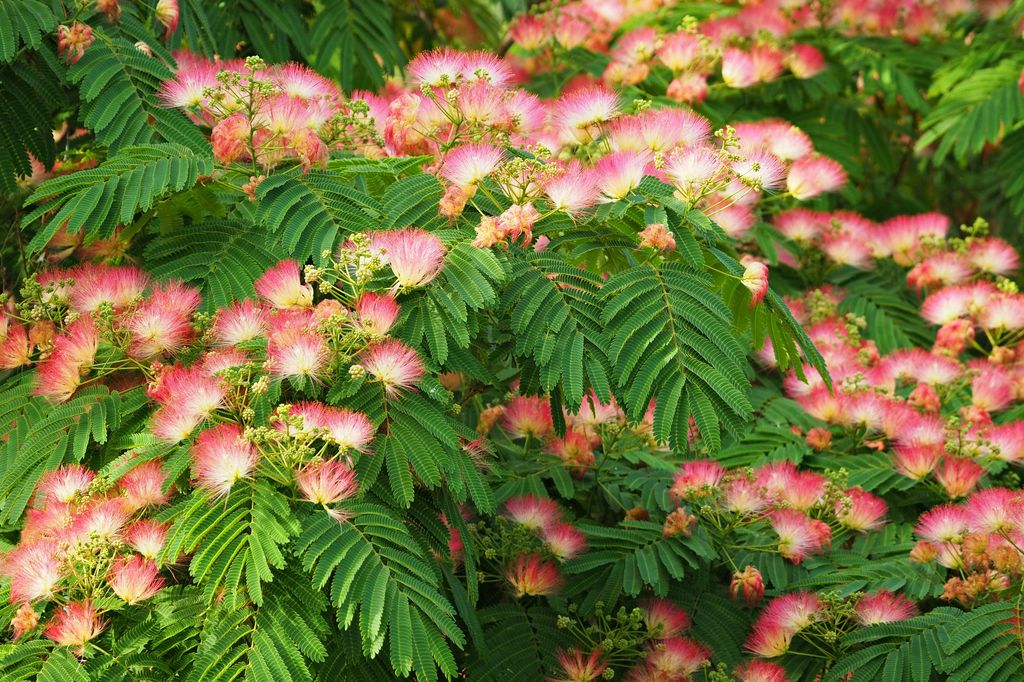 Albizia julibrissin o acacia de Constantinopla