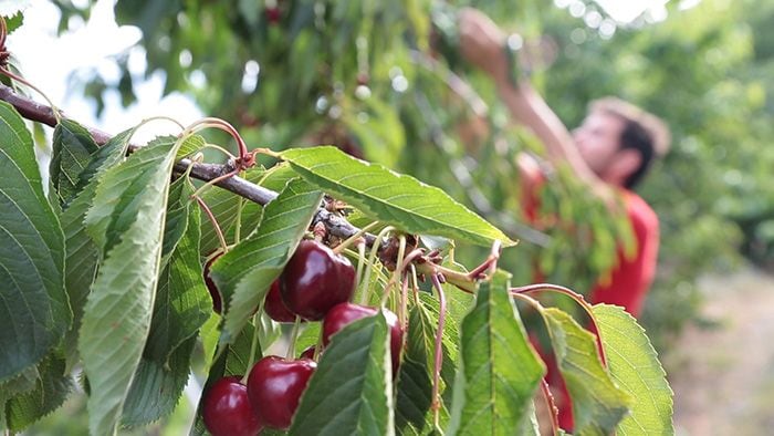 Las cerezas del Jerte con para el verano 