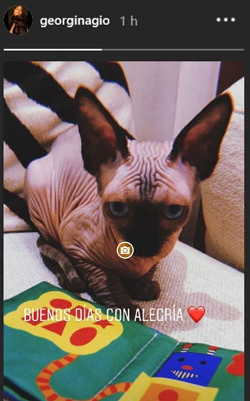 El gato de Cristiano y Georgina