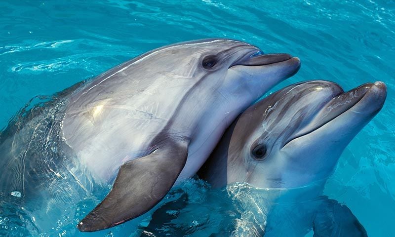 delfines