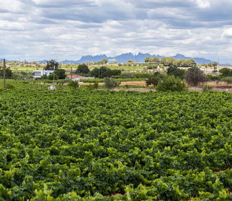 Guía definitiva para diferenciar cava y champán