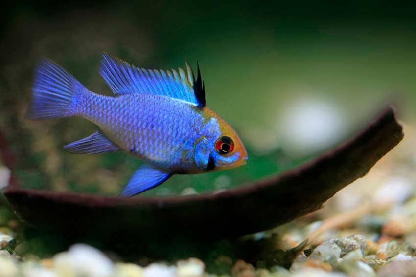 02 peces mas bonitos llamativos provocadores para acuario