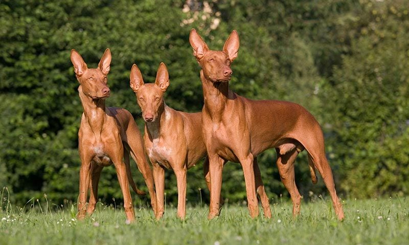 podenco faraonico