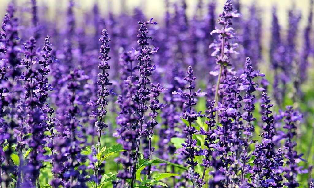 Lavanda (Lavandula officinalis) 