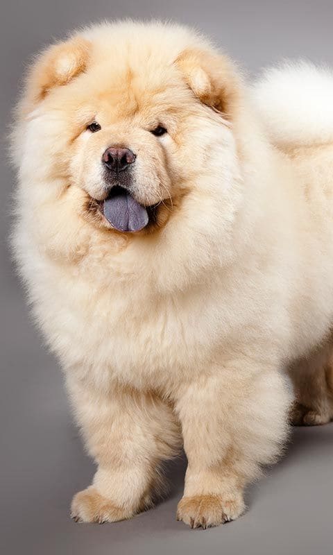 chowchow