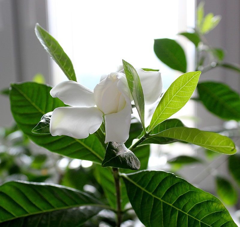 cultivar gardenia 4