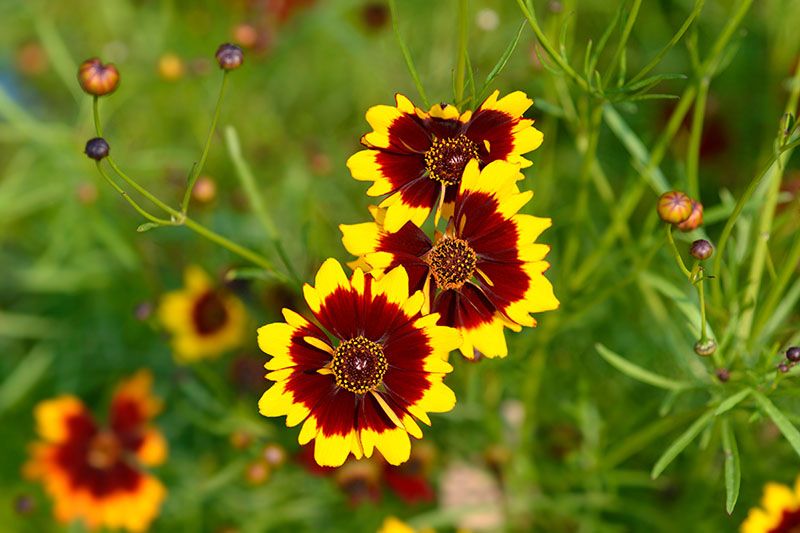 cultivar coreopsis 2