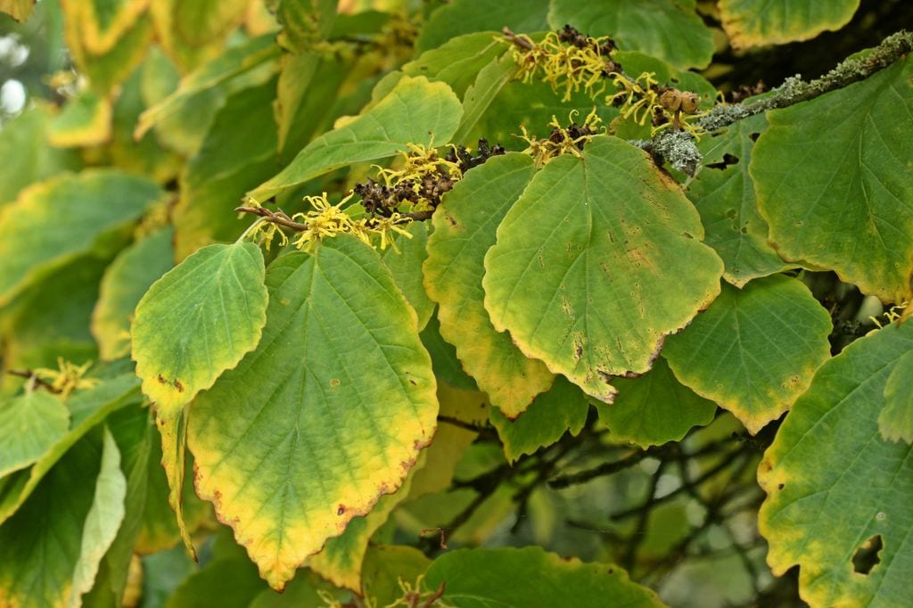 Hamamelis