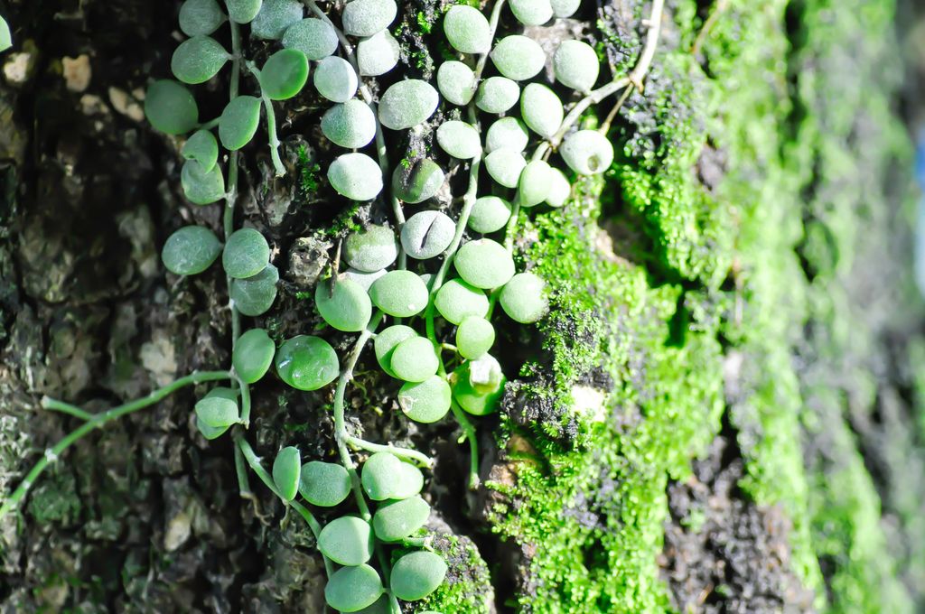 Dischidia nummularia Variegata, Dischidia nummularia Variegatege or dischidia nummularia