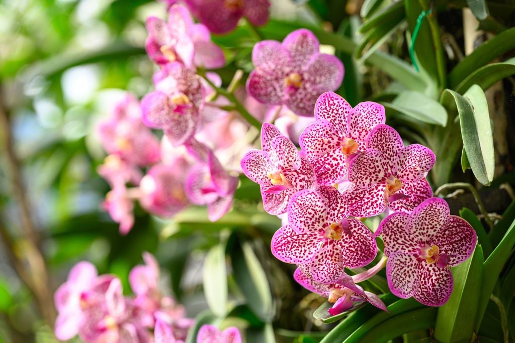 Orequídea Vanda rosa