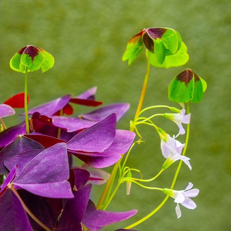 cuidados oxalis 4