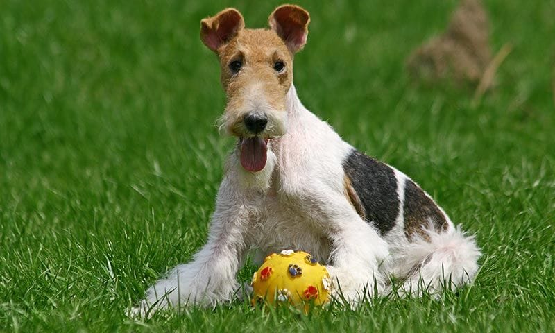 razas de perro en el cine fox terrier tintin