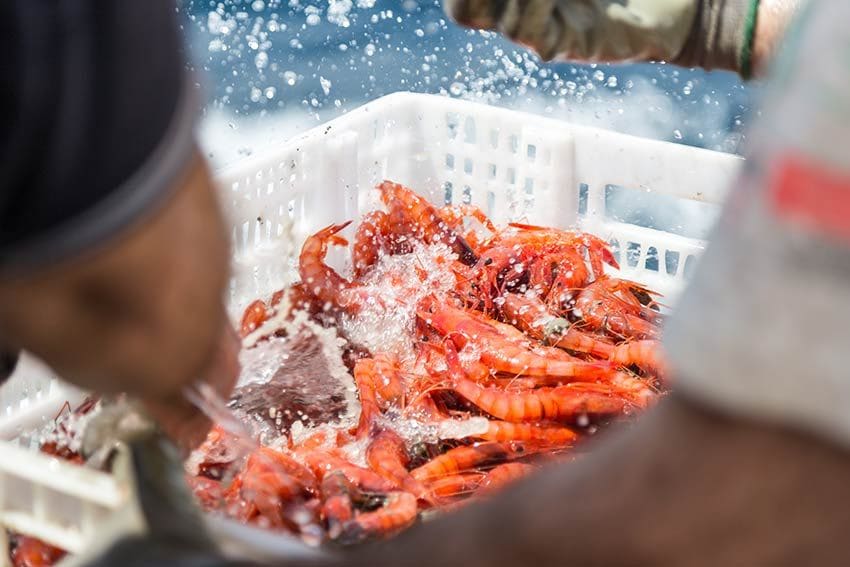 Gamba roja de Palamós