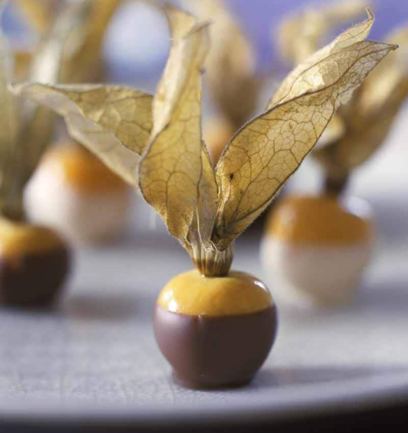 physalis choco age