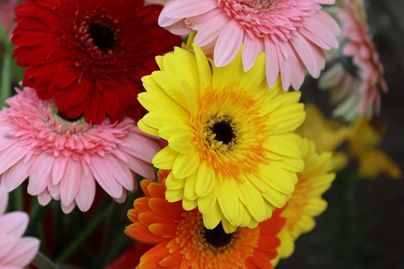 cuidados gerbera hola decoracion 09