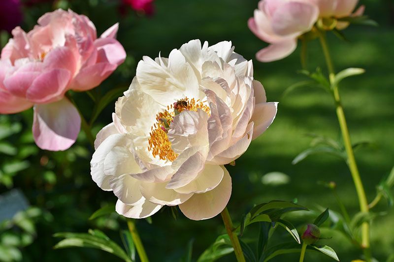 cultivar peonia 3