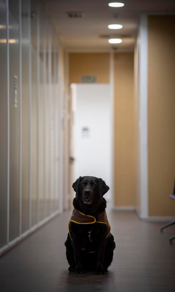 Perro adiestrado para ayudar a niños en los juzgados