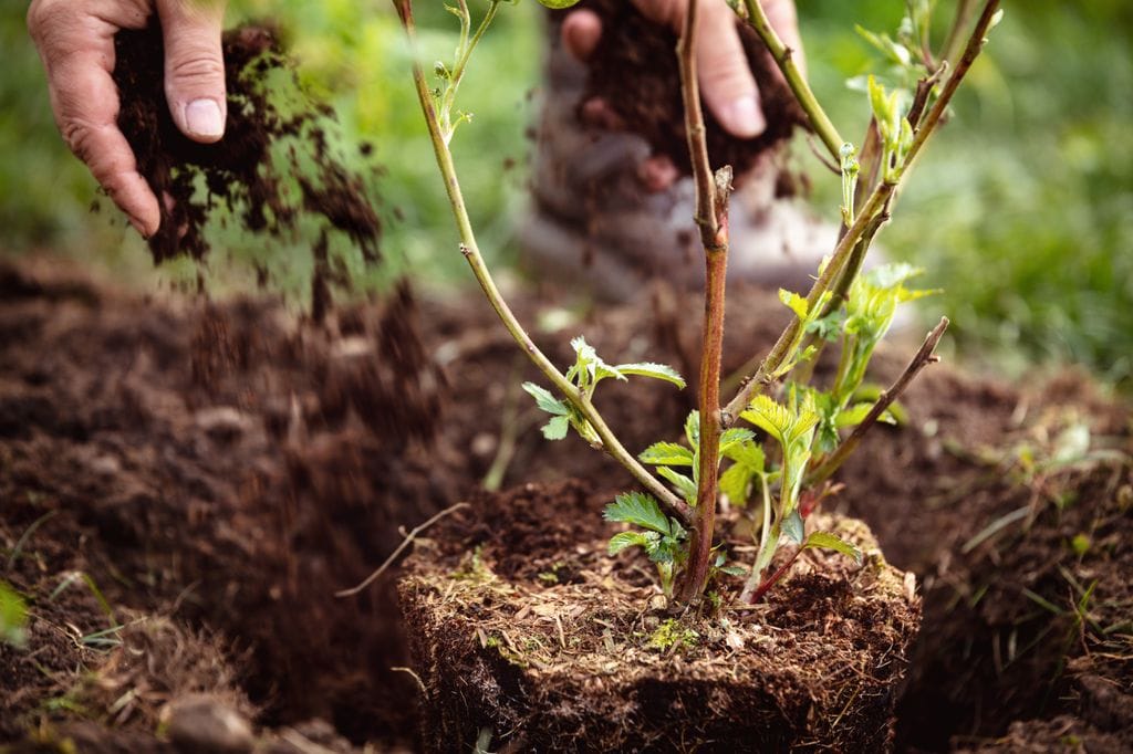 Plantar un árbol