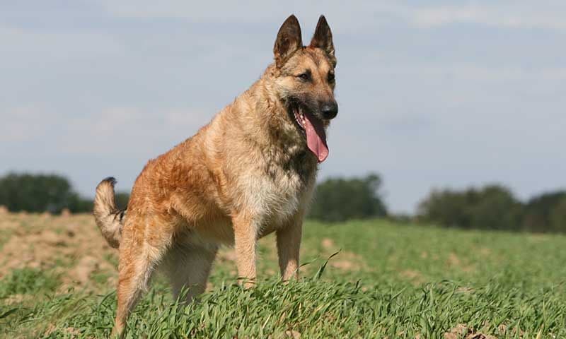 perro pastor belga  laekenois