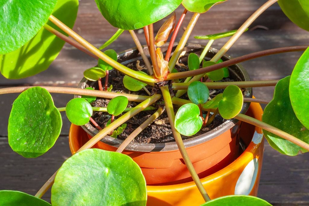 Pequeños brotes de una planta de dinero en maceta