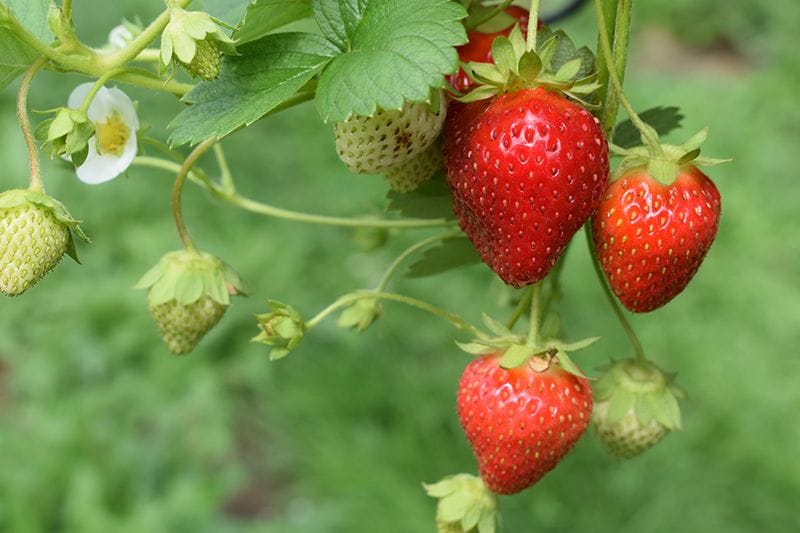 como cultivar fresas 03a